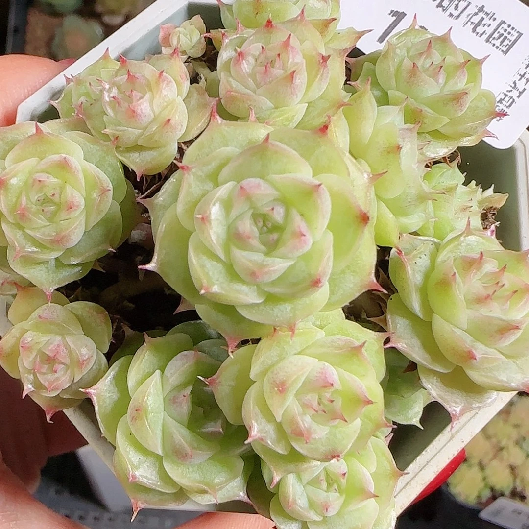 1101-100麦秆优选不包整