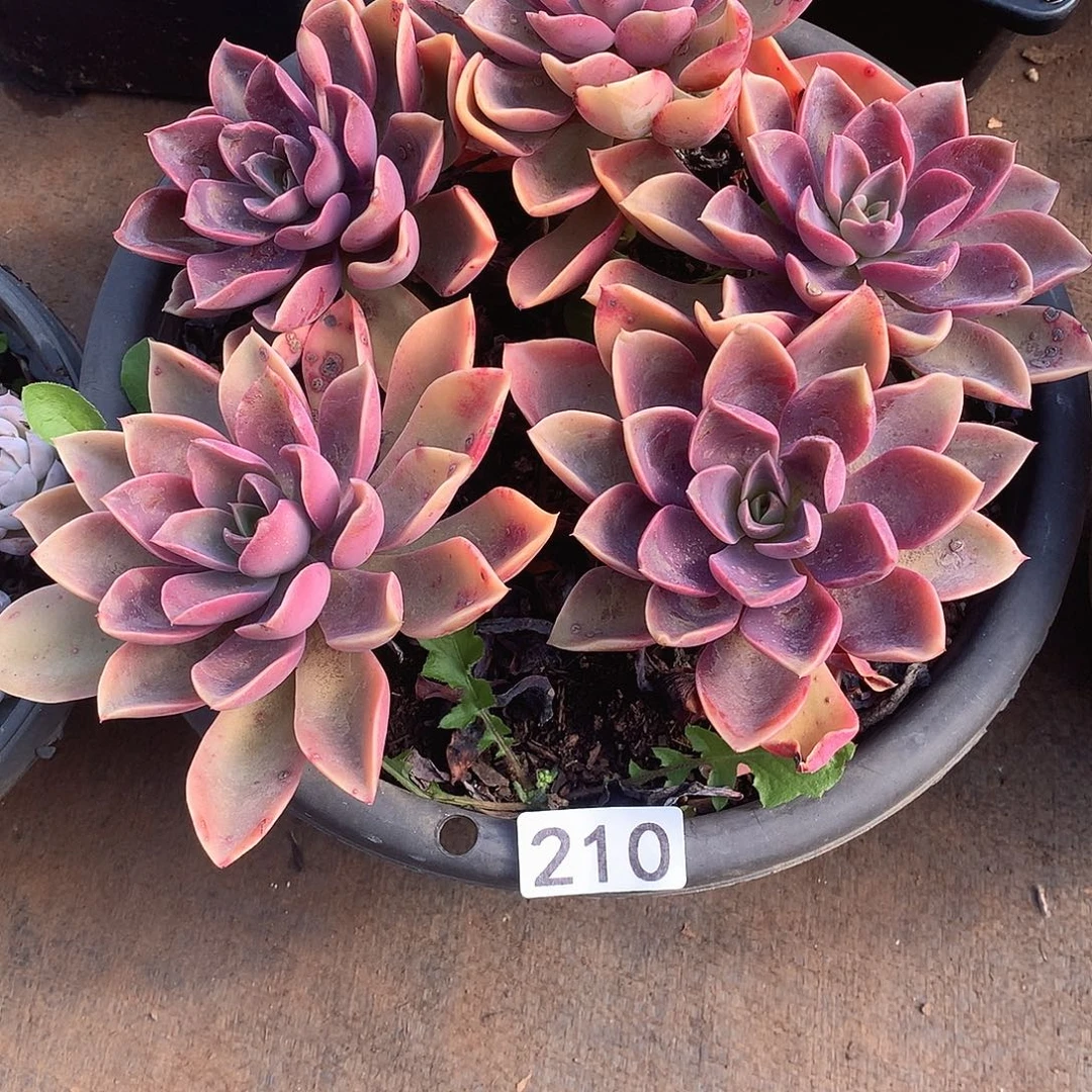 210 一物一拍多肉