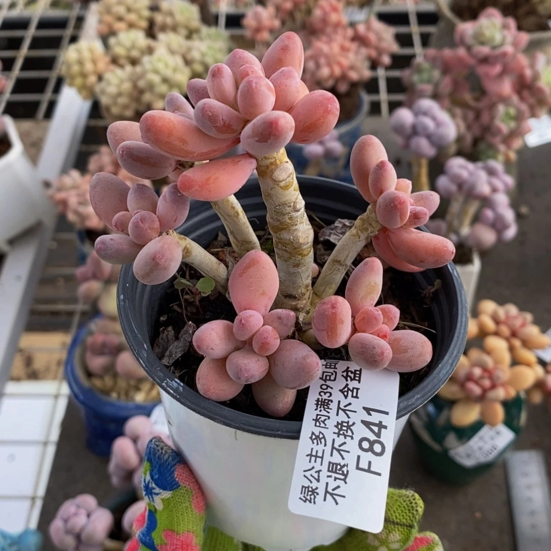 樱花奶酪841/8c m