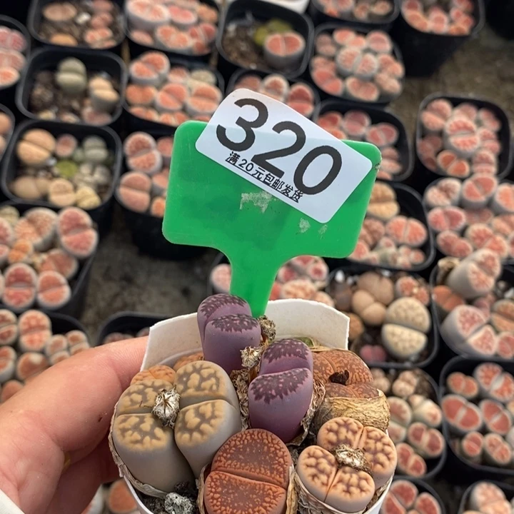 凌***隆生石花小苗320