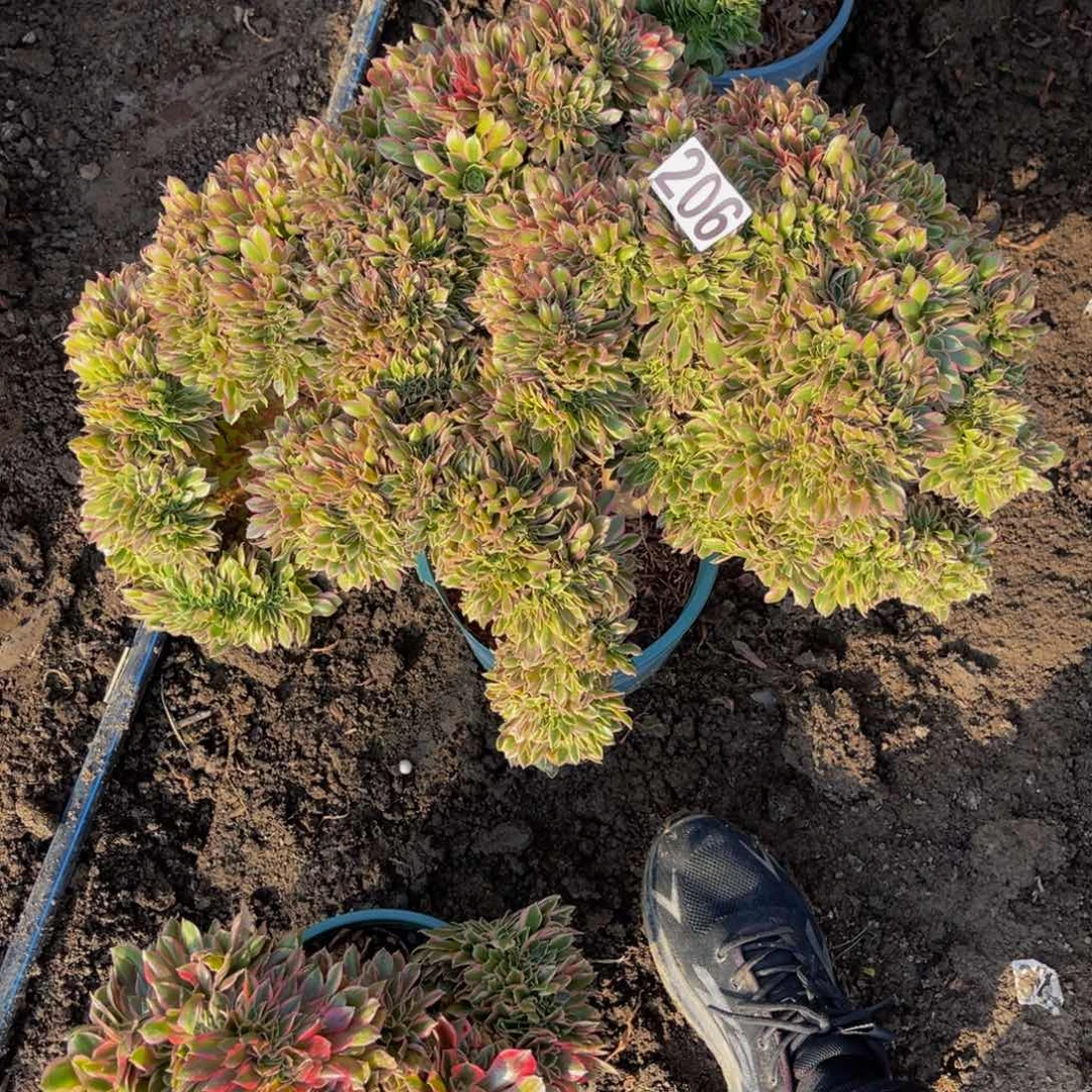 女神法师16/////11包邮