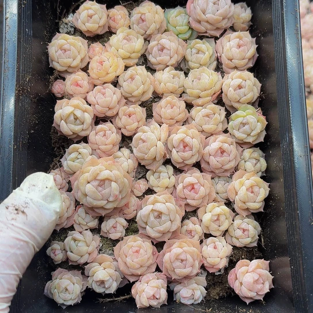 玲*多肉植物多肉植物979