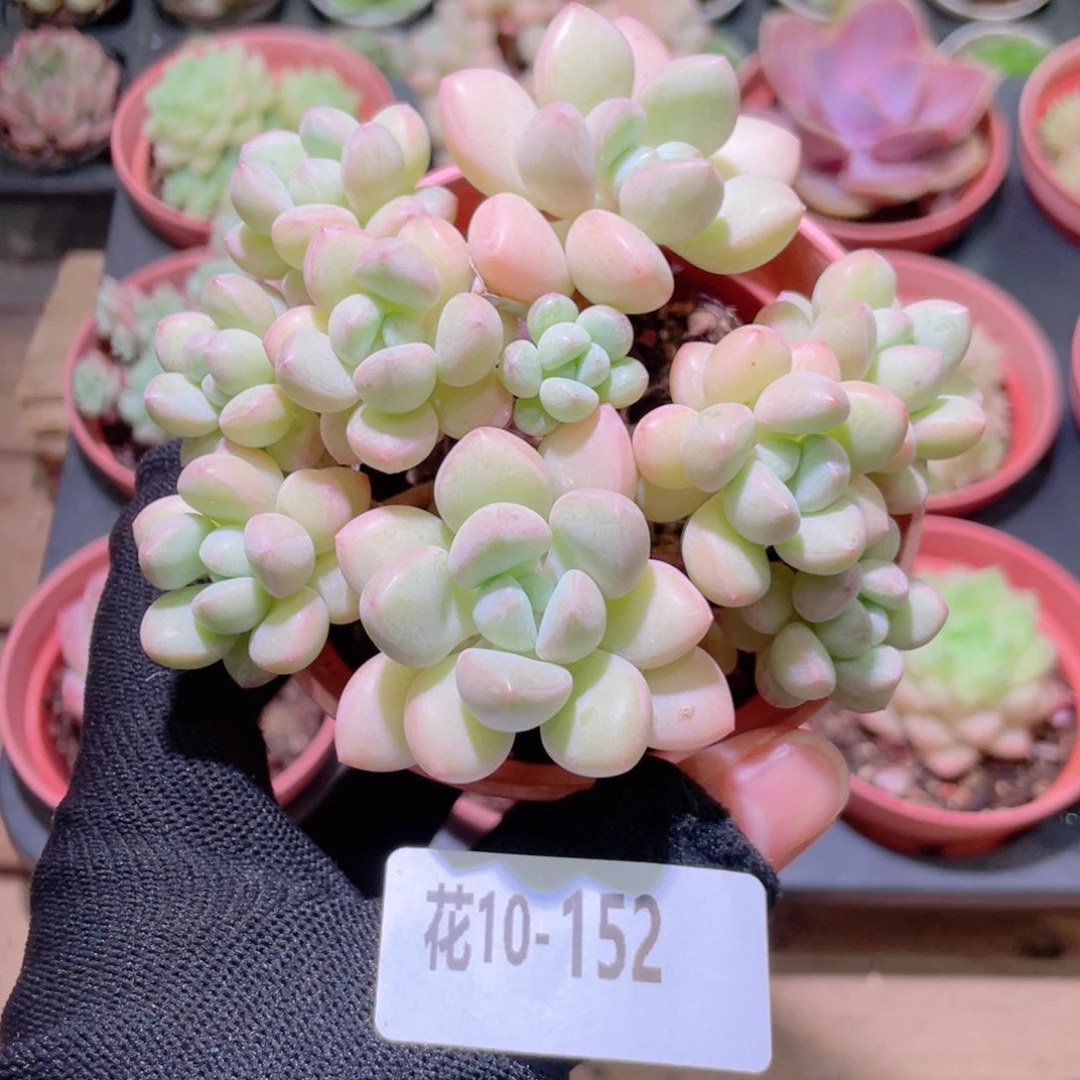 花利美10-52泡泡糖