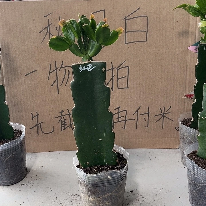 挂***儿当前无花朵，栽培后可花朵红桑巴