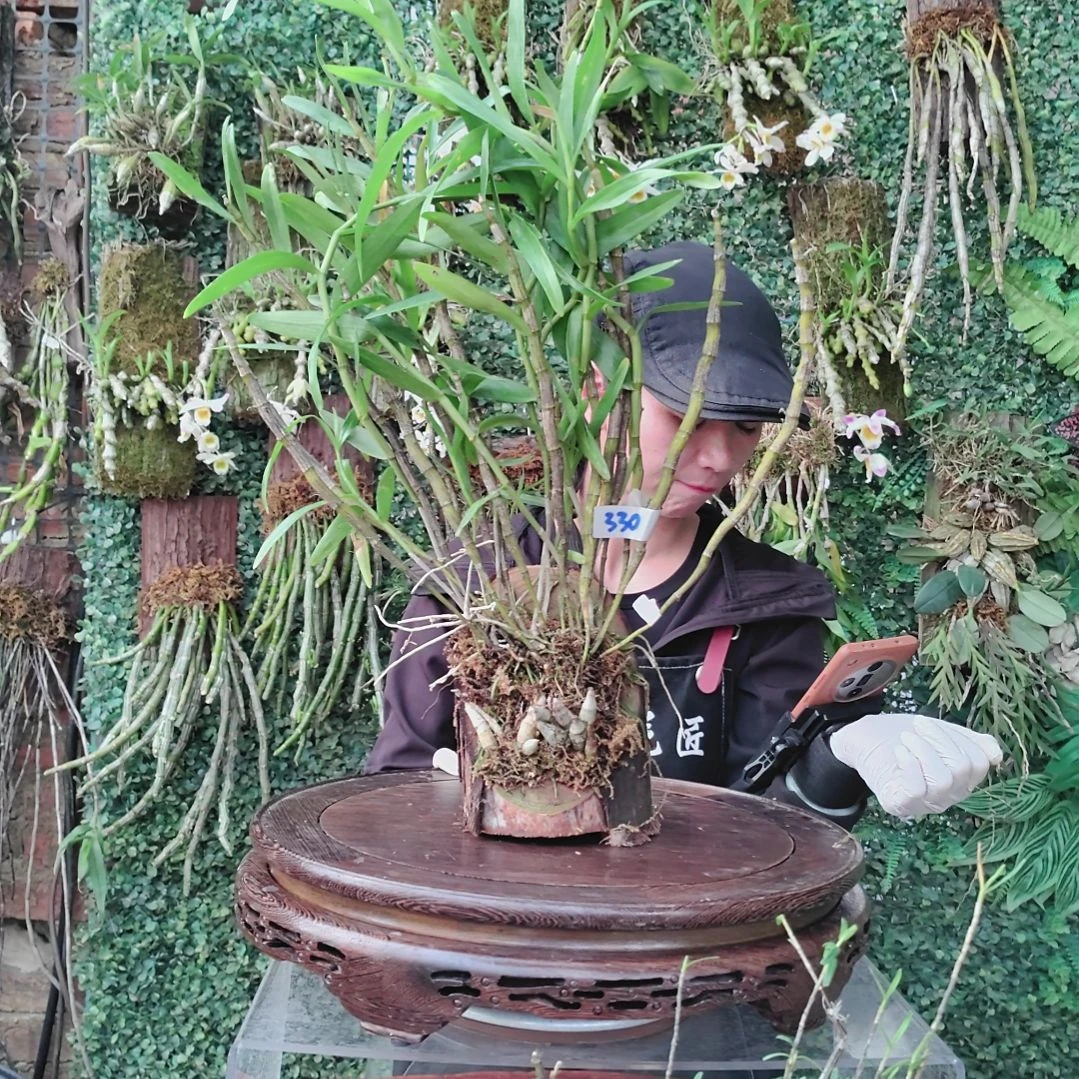 330重唇虎牙花卉植物微景观