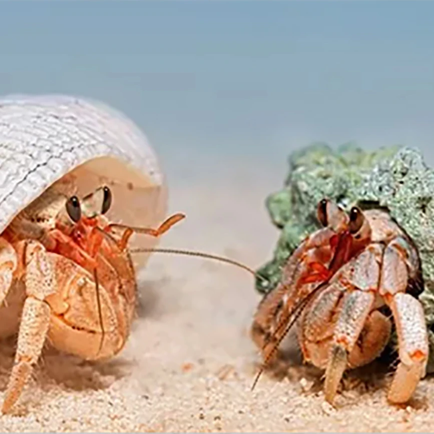 小豆丁寄居蟹活体宠物办公桌面萌宠小朋友爬宠