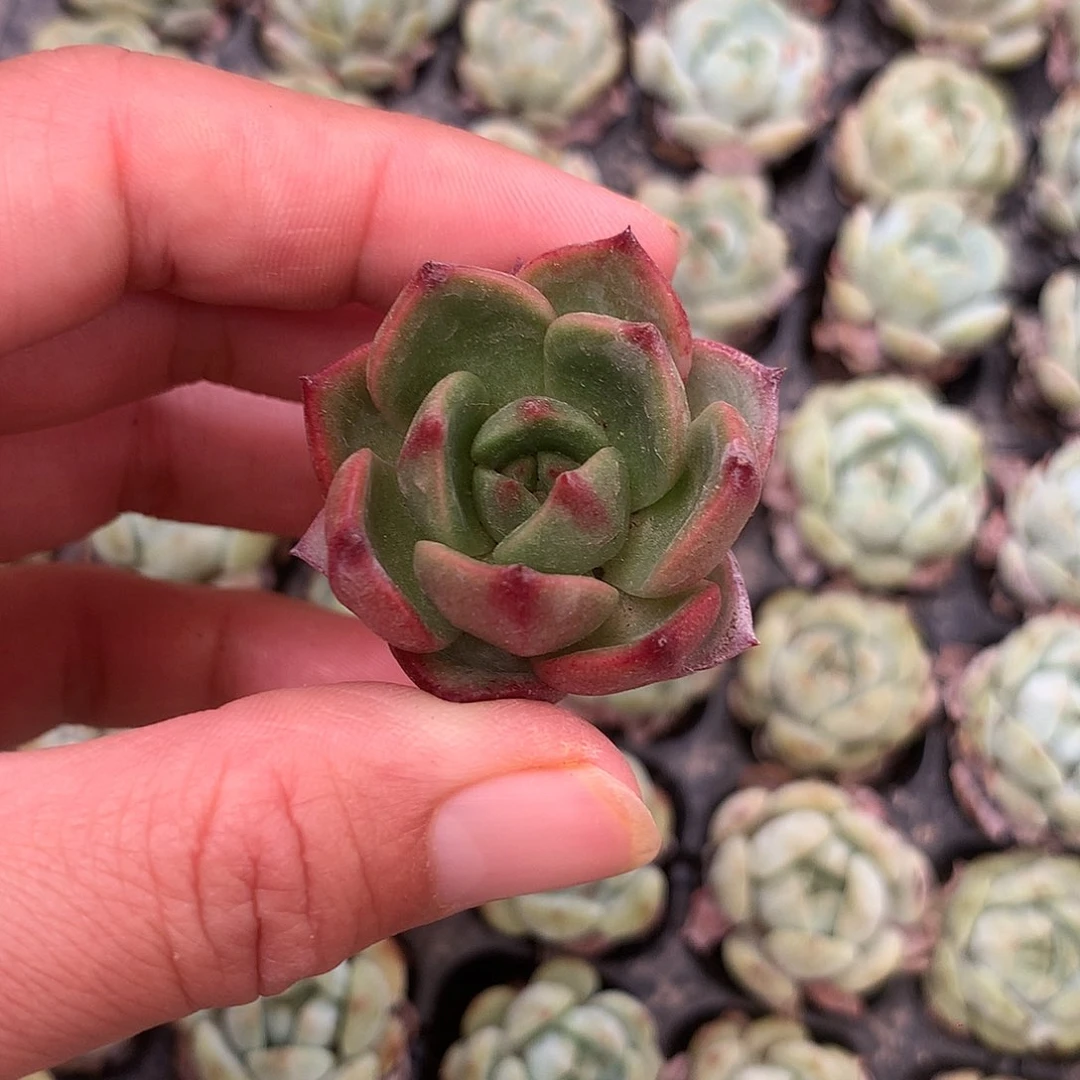 桃红穴苗六颗一组