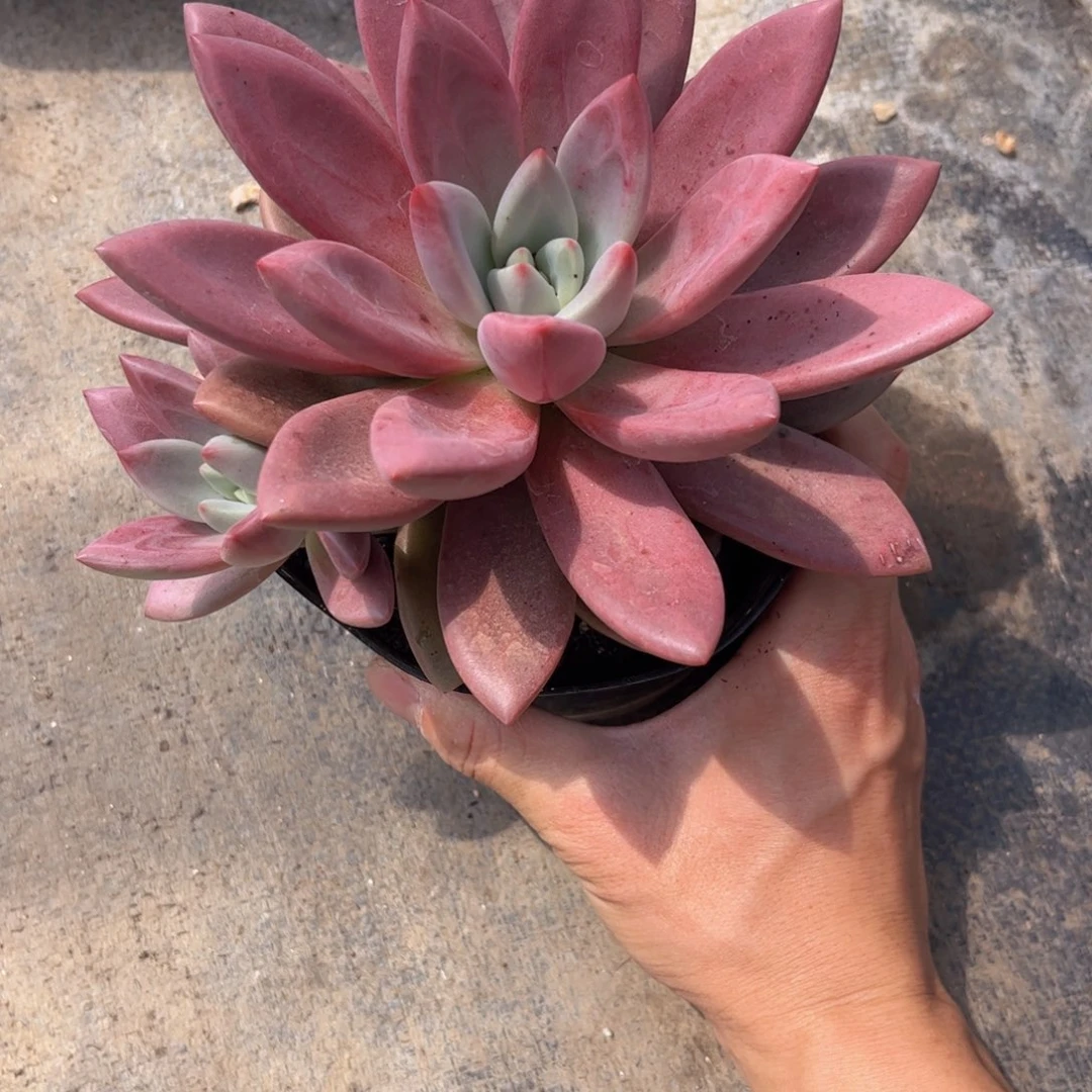 无花朵淼*友家多肉一物一拍