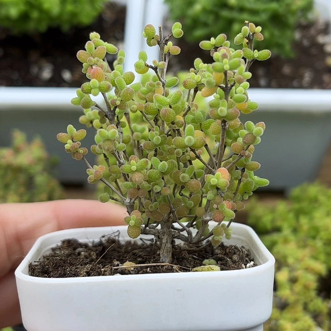 11蜜桔糖球优选枝干