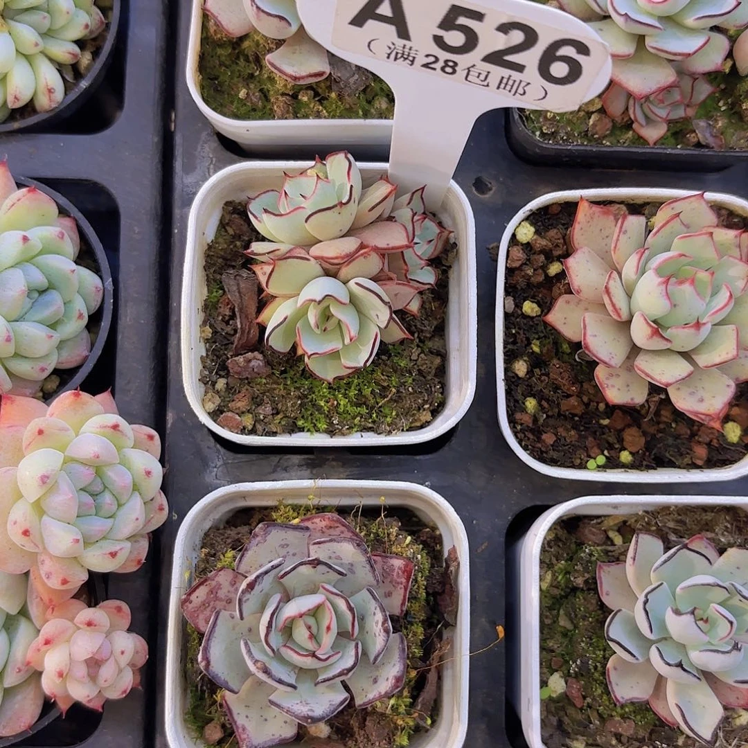 A526剑斯诺娃一物语拍