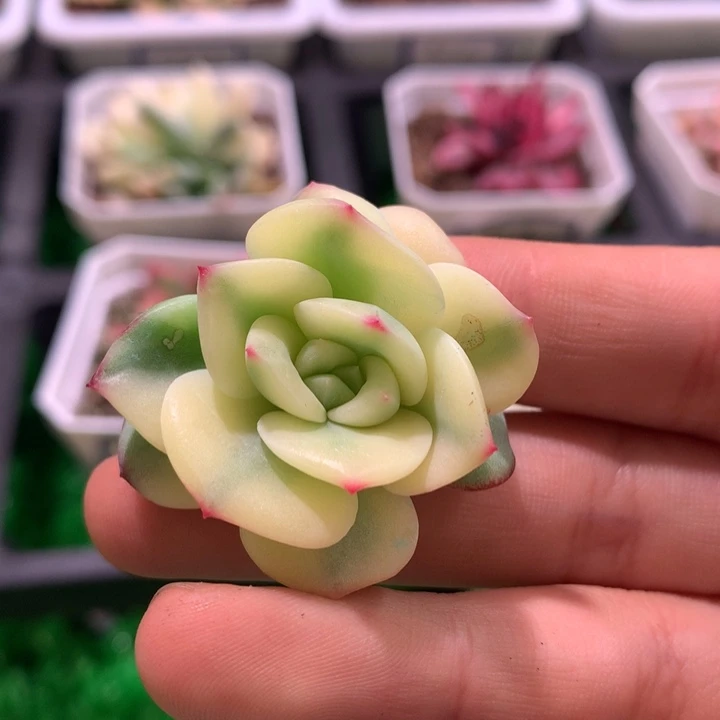 三文鱼锦，锦哥多肉