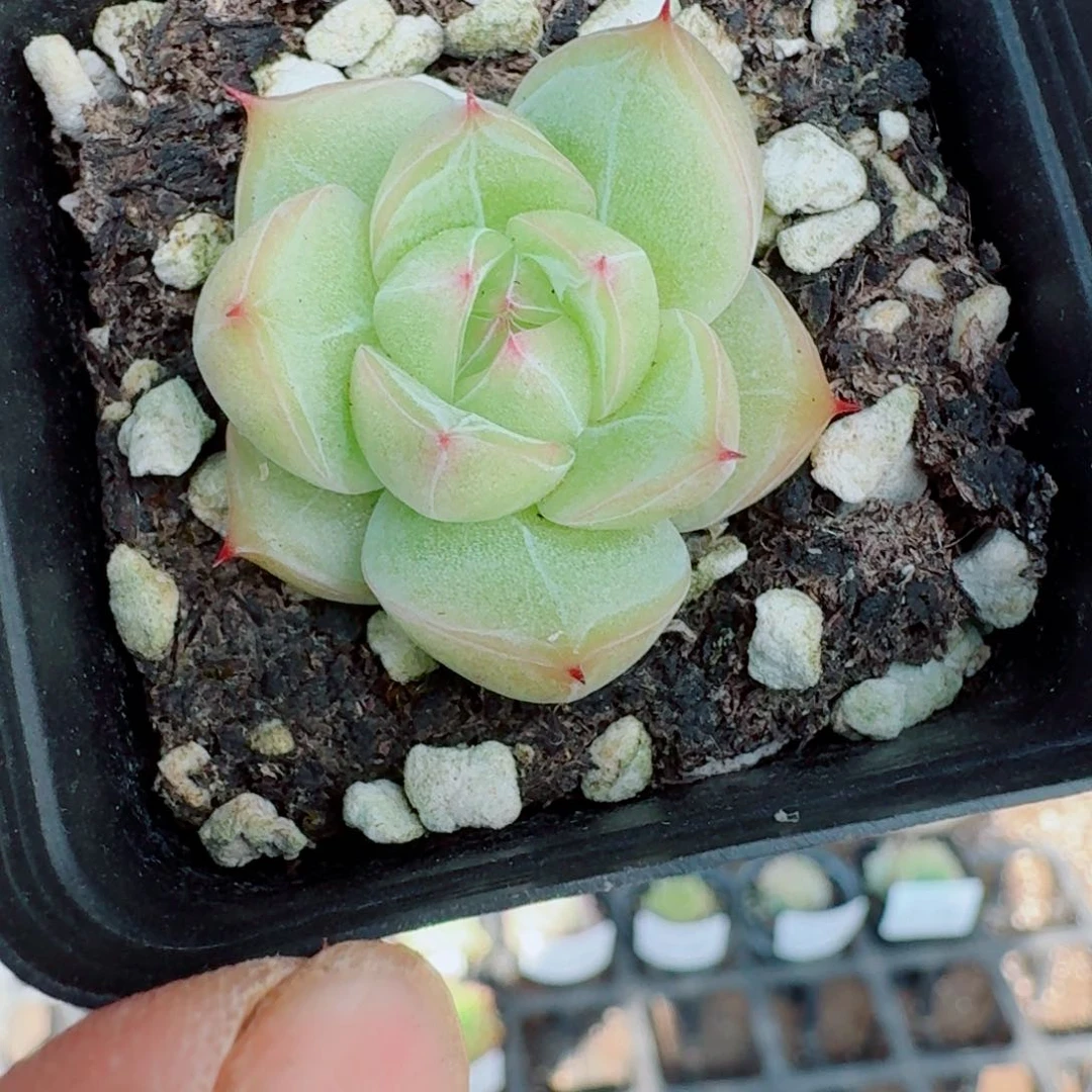 多肉杂交一物一拍11-47