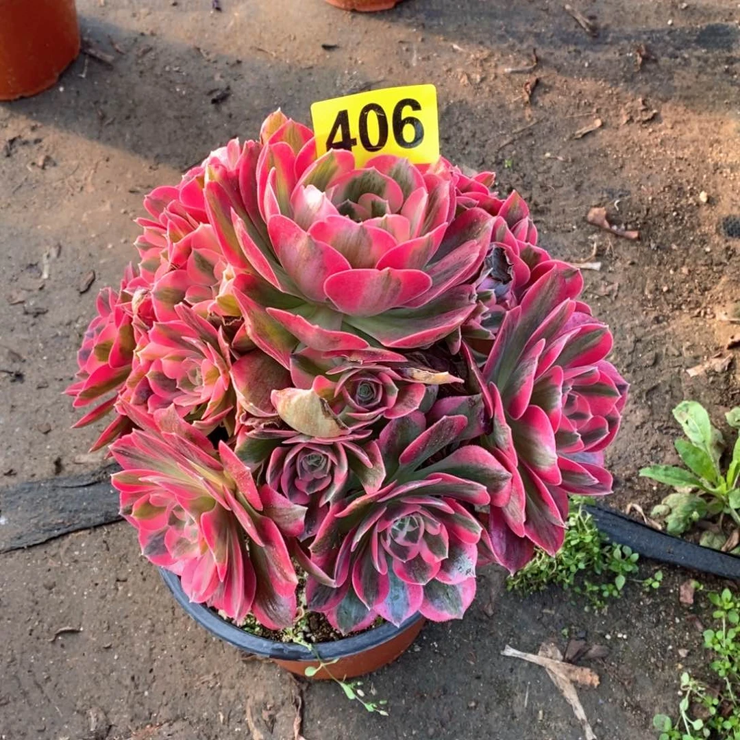 粉女郎多肉植物406