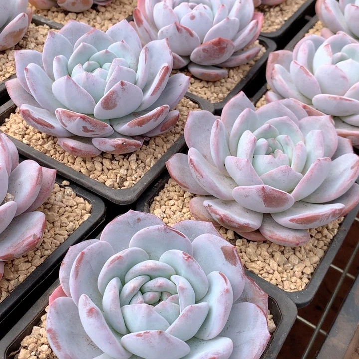 奶盖8.88两单包邮