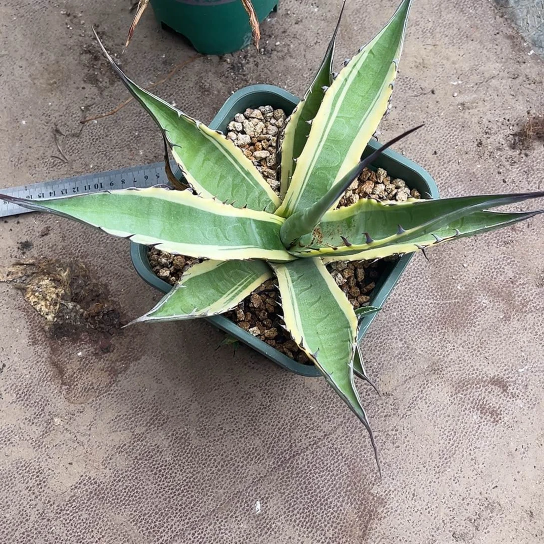 菌***姐甲罗舞者龙舌兰花卉