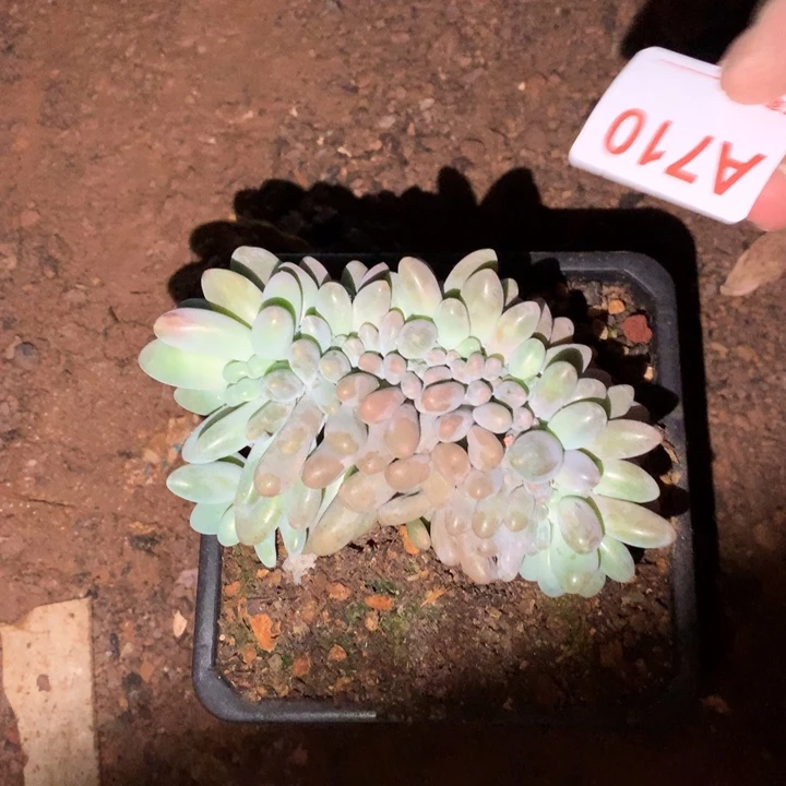 710 man28包邮脱土发货