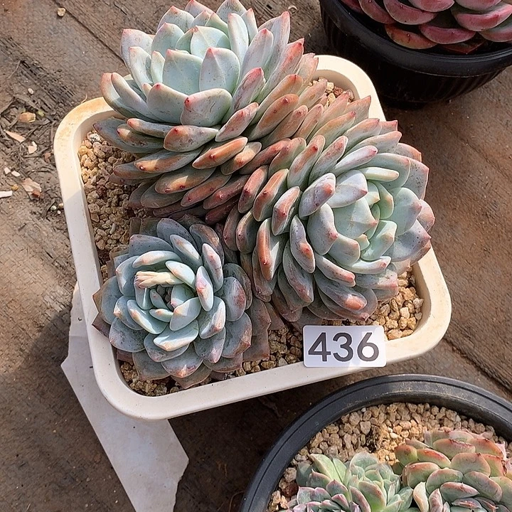 436橙子一物一拍多肉