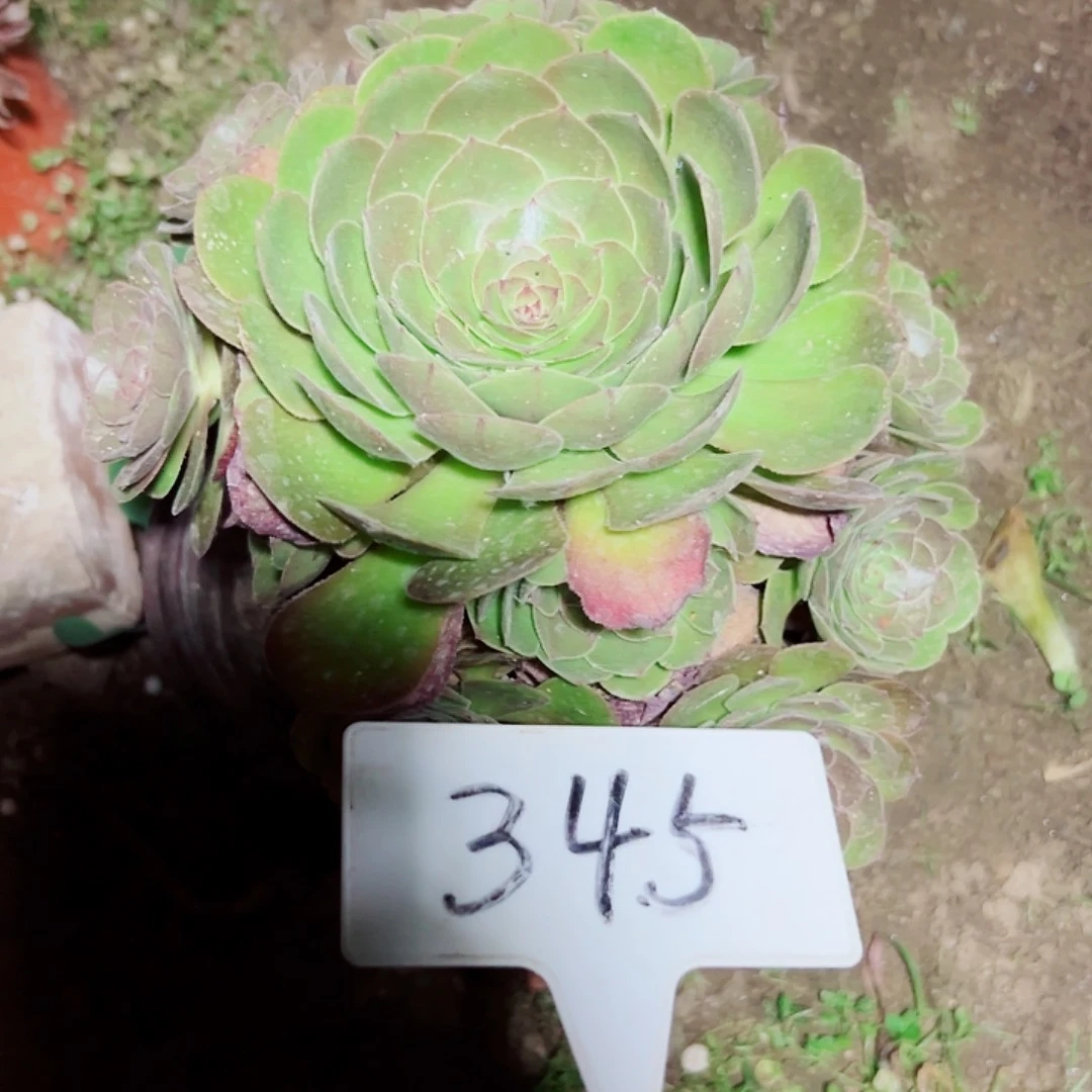 多肉植物万圣节法师