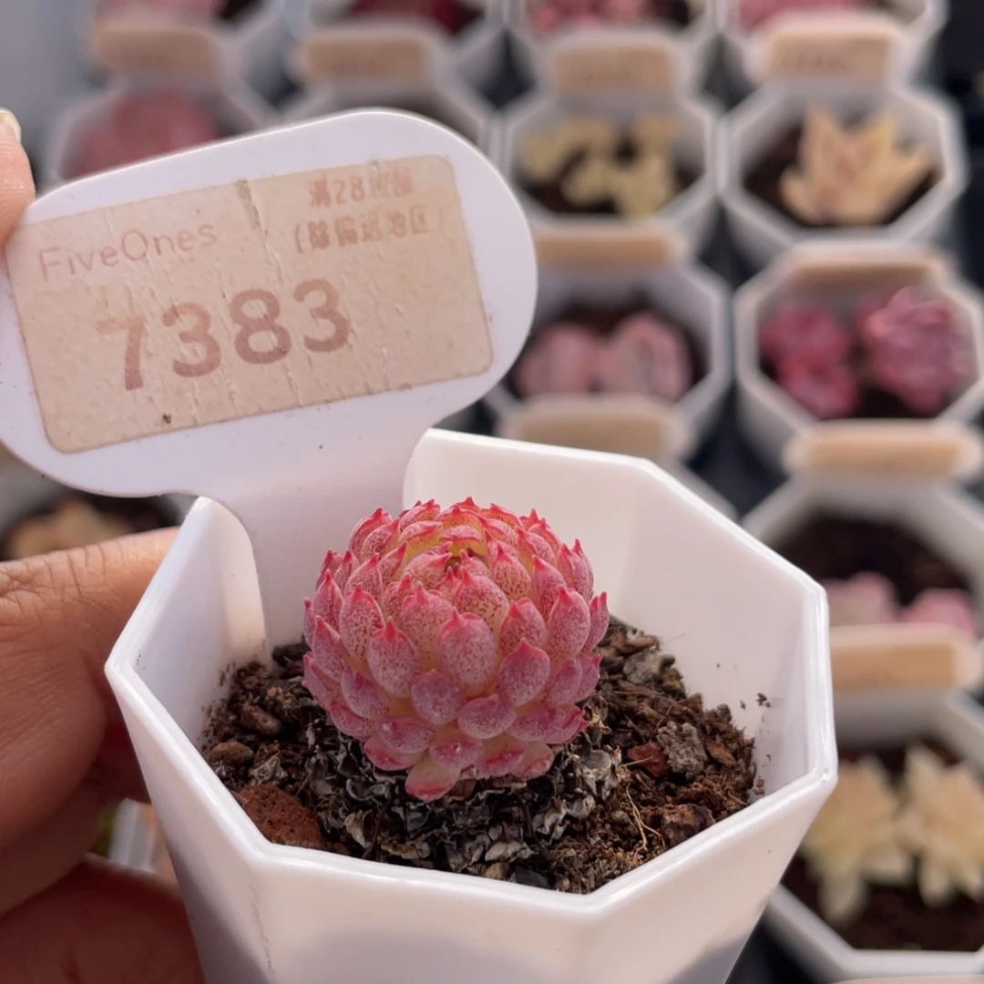 小红衣7383-2.5厘米