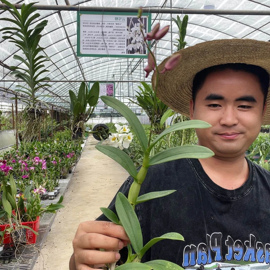 当前无花朵，栽培后可花朵秋