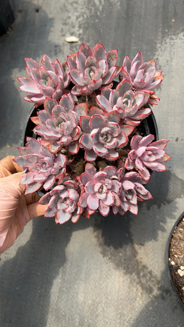 赫拉多肉植物。（满19元包邮）