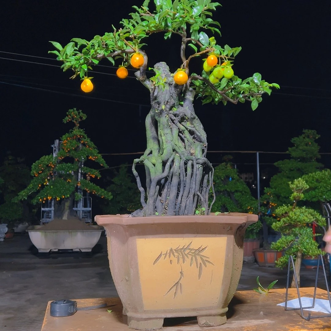 无花朵嫁接金弹子