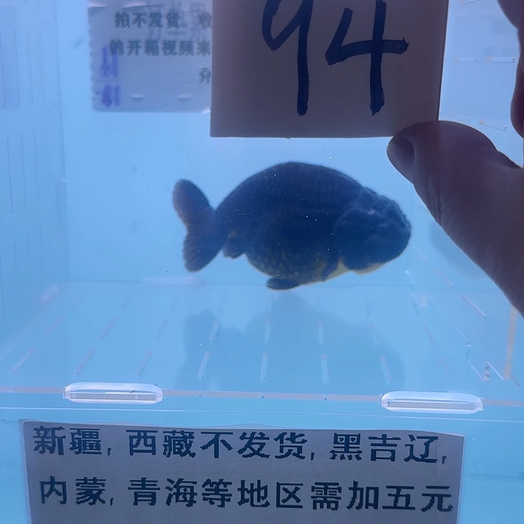 金鱼腾川优宠金鱼专拍