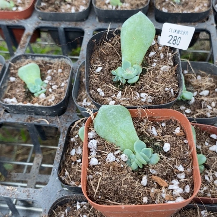 标280蜃光一个多肉量拍