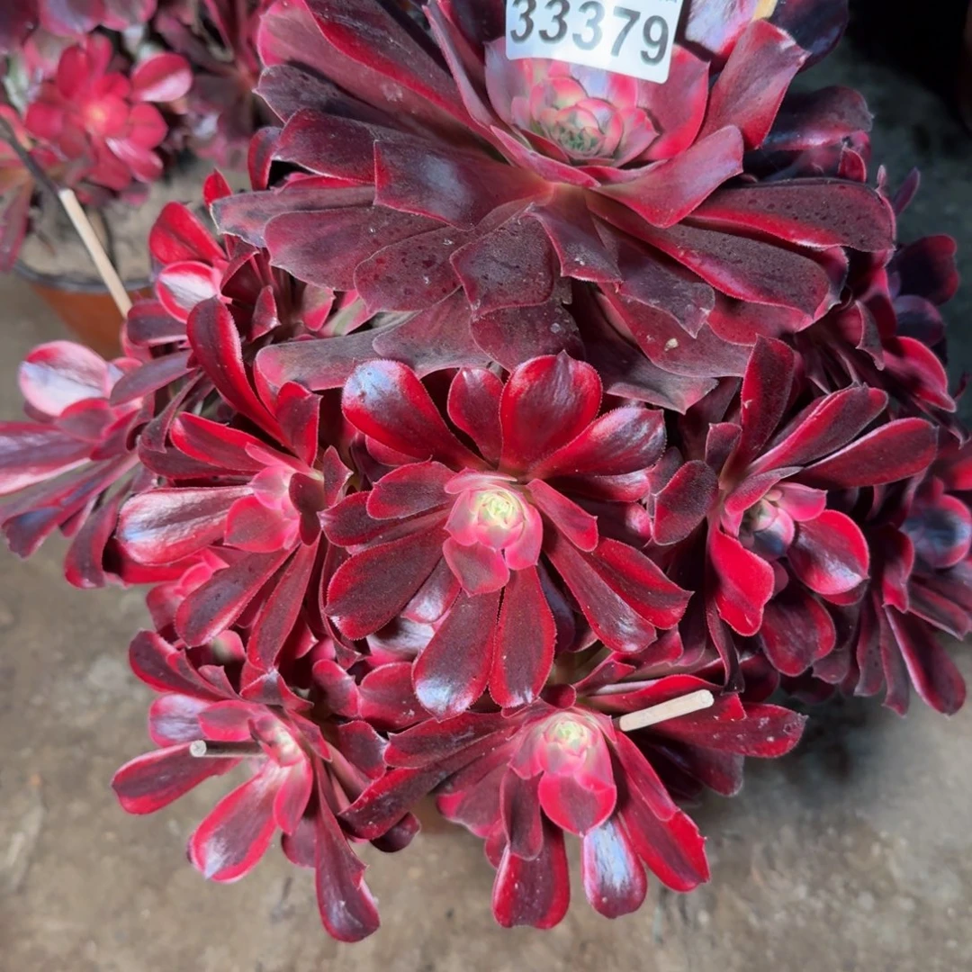 33379美杜莎多肉植物