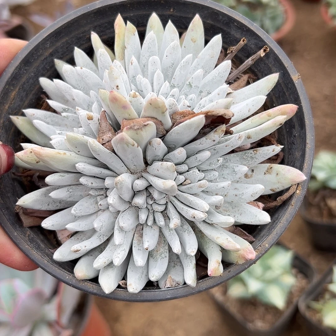 多肉植物贝母仙女杯