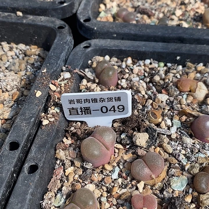 火大种源Y381风铃一颗