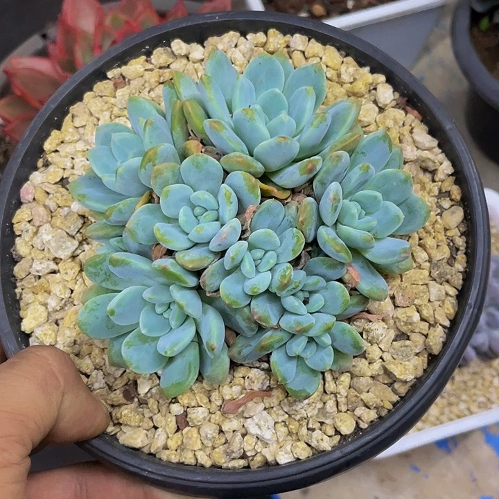 一物一拍一物一拍