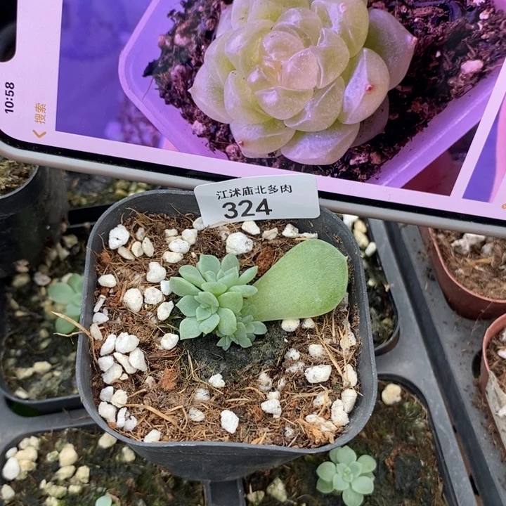 标324泼天财富一个多肉