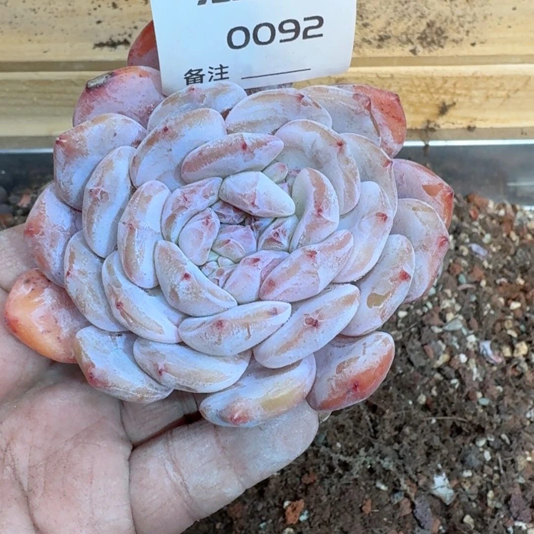 多肉植物石榴籽老桩单头0092