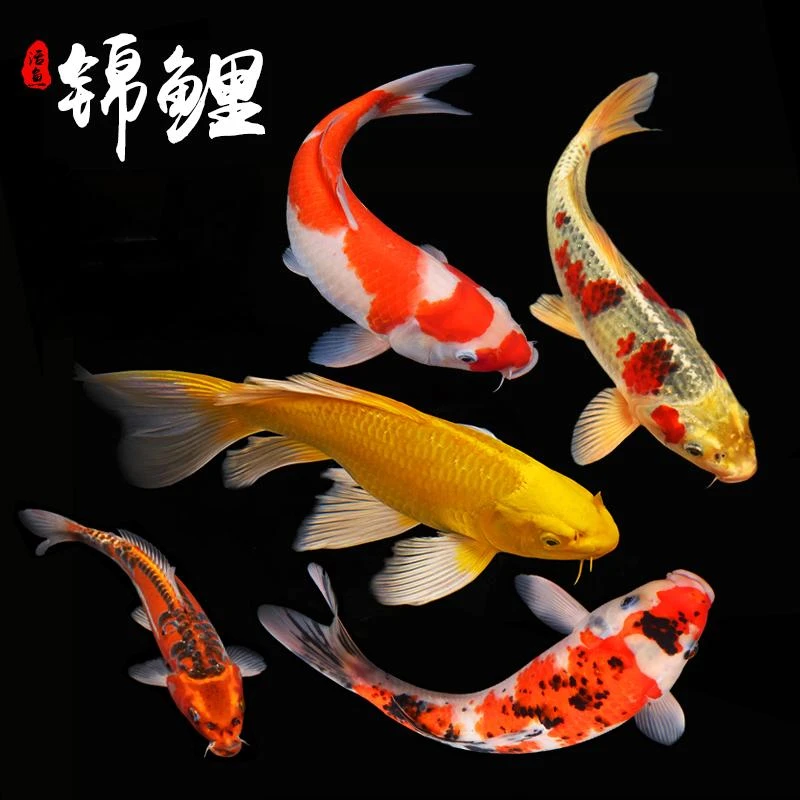 佛山东港锦鲤视频直播选鱼专用链接1