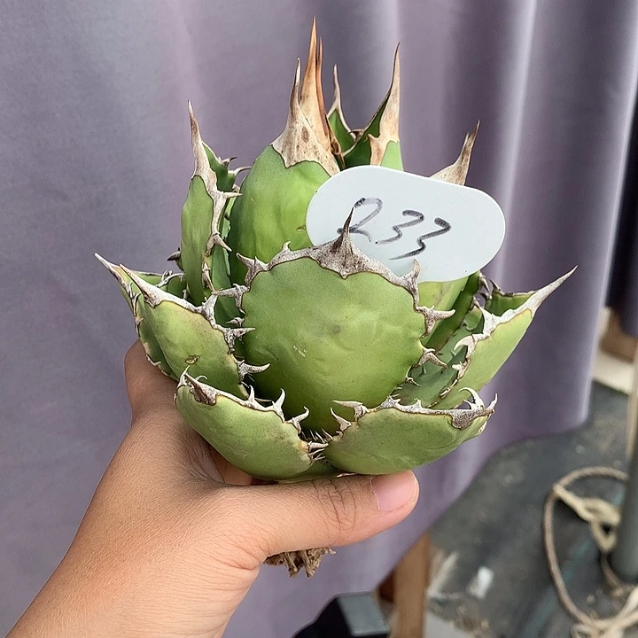 心****猛233宝076111111111