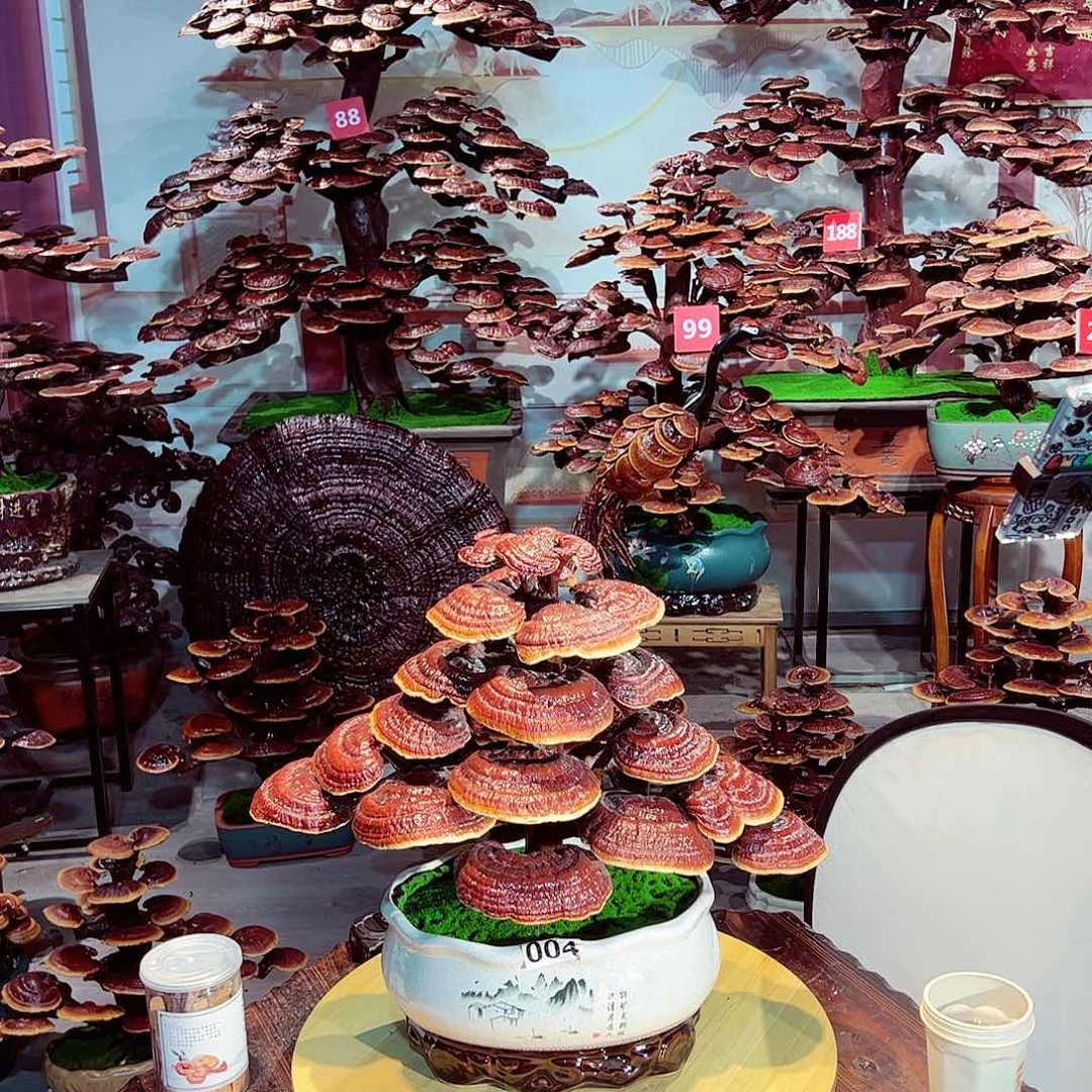 完全开放发财树发财树