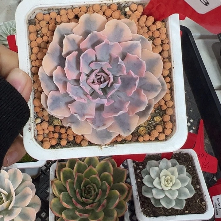173号利比里亚锦多肉植物