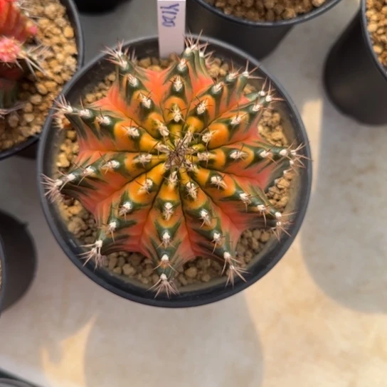 m****…120-0122泰国发货多肉糖拐杖b