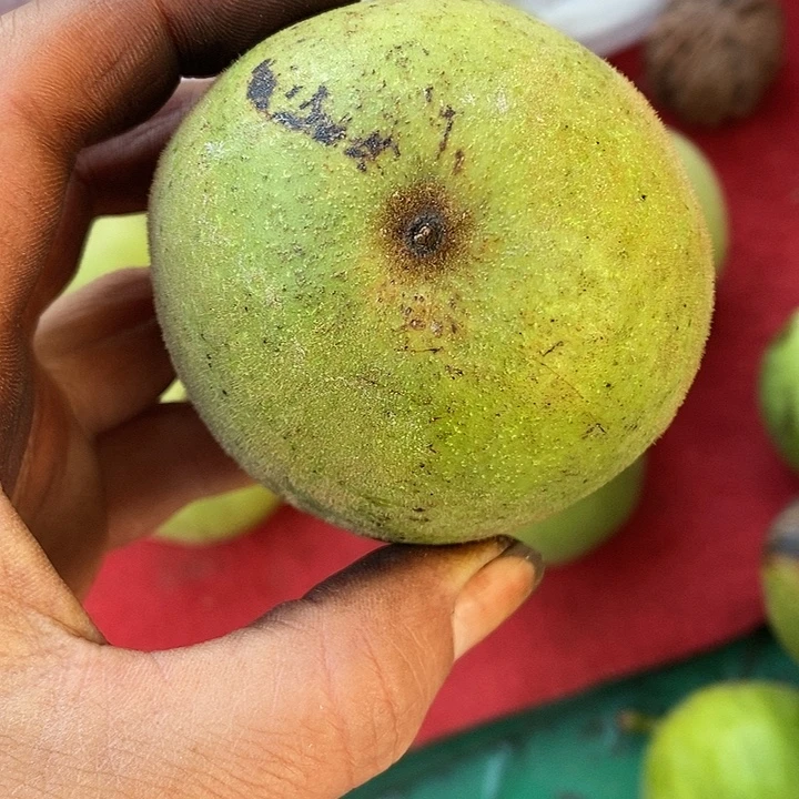 文玩核桃青皮狮子头