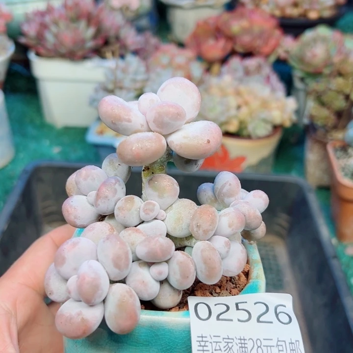 幸运的是我还没遇到过