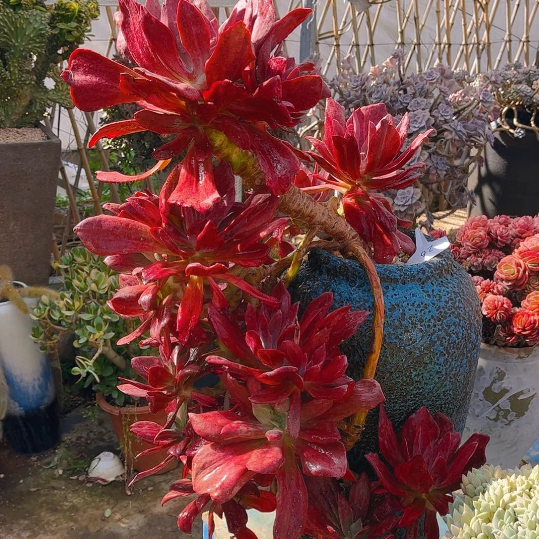 七**?多肉植物组合盆栽