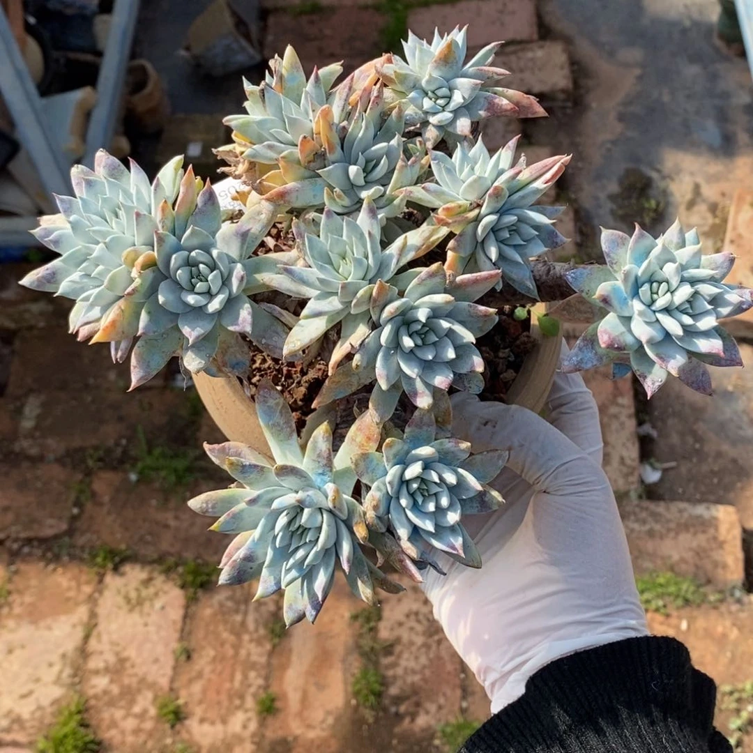 2号苹果叶圆叶大群粗腿