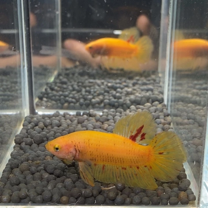 斗鱼泰国斗鱼91号