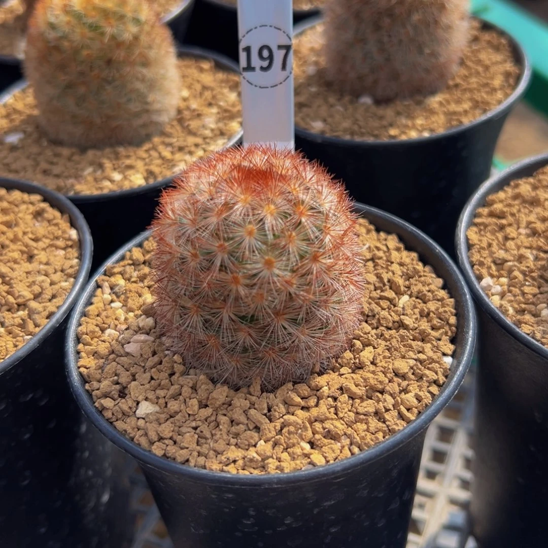 草****嘉文丸多肉植物带盆土197