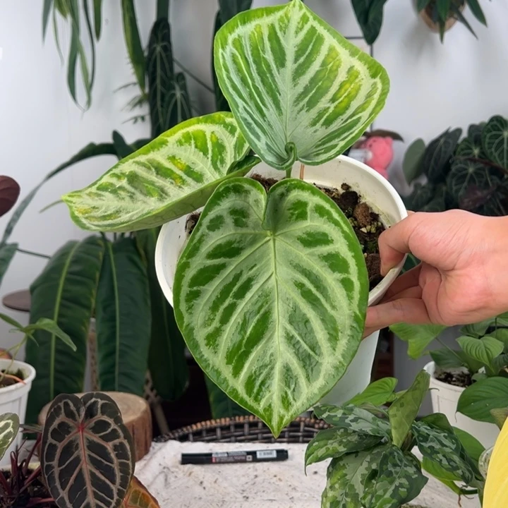 完全开放印尼铜锣烧