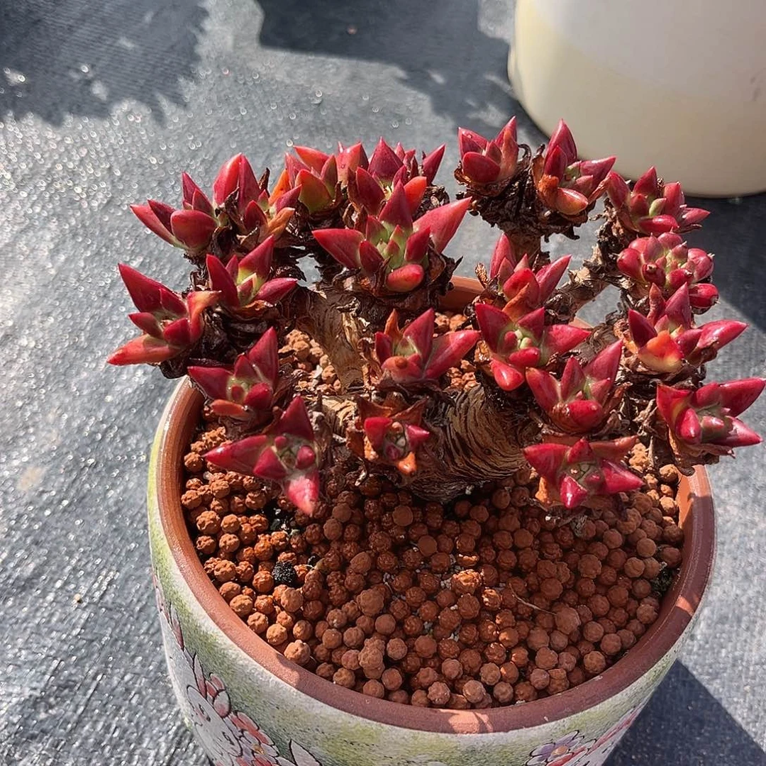 韩绿菊小鹿多肉一物一拍