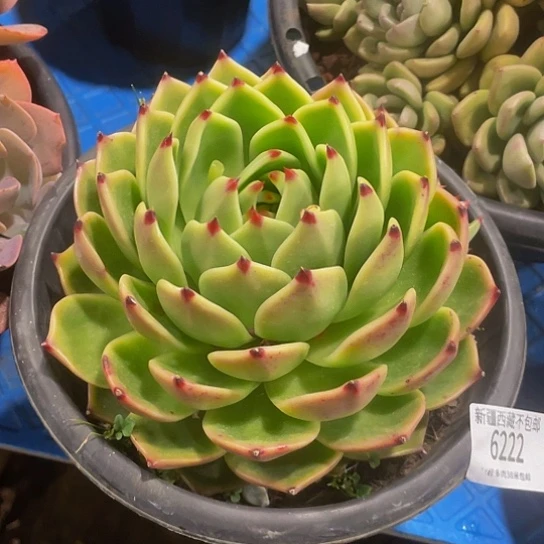 皮*王蓝龙6222多肉