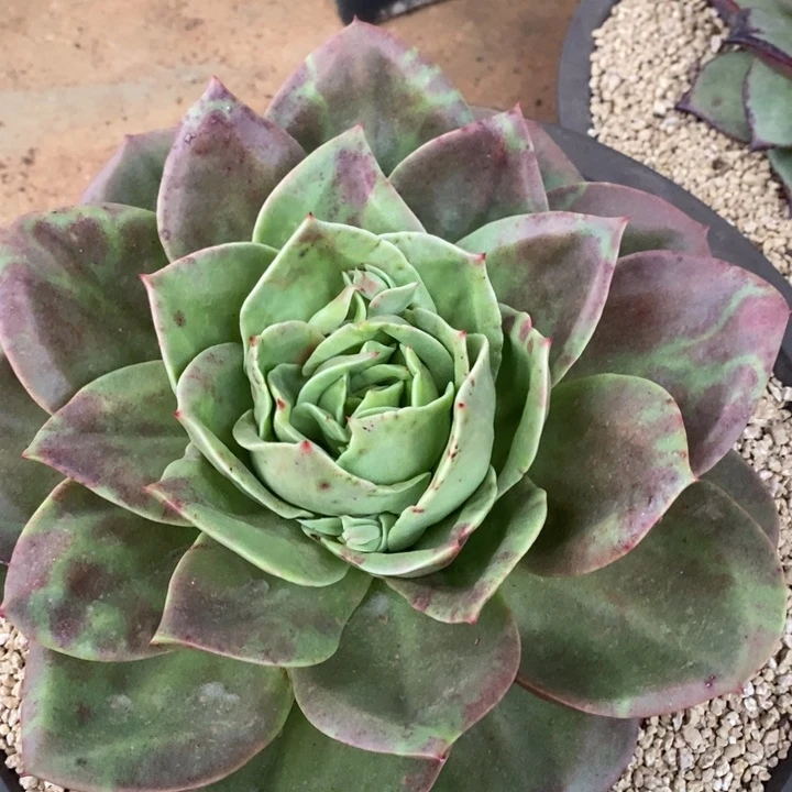 D000- 直播福利 狮子王