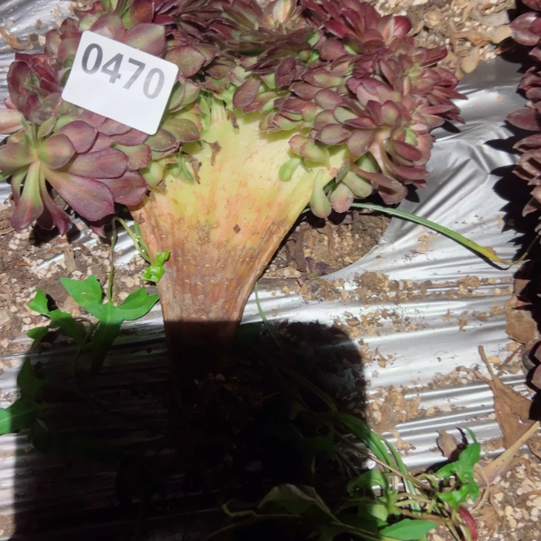 470 号多肉植物新年福利